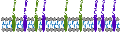Cancer Cell Membrane Targeting via HCR